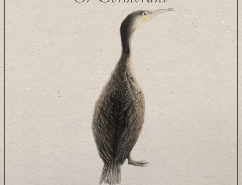 Il cormorano
